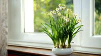 Daffodil VFX Grace