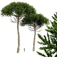 Monkey Puzzle 2 Trees Araucaria Araucana