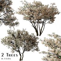 Set of Flowering Serviceberry or Kupfer Felsenbirne Trees
