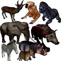 Forest Set animal set