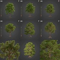 2021 PBR Monterey Pine Collection - Pinus Radiata