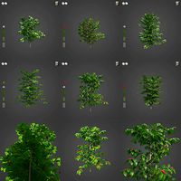 2021 PBR Coffee Collection - Coffea Arabica