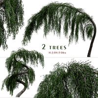 Set of Larix Kaempferi Pendula Pomegranate Tree - 2 Trees