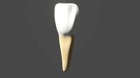 Human upper incisor teeth