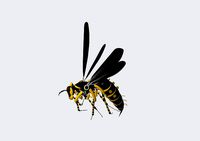 Wasp Robotic