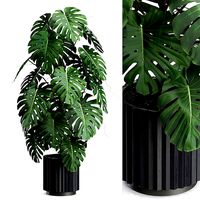 Plants collection 583