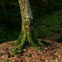 Mossy Tree Trunk
