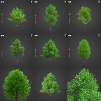 2021 PBR Grey Alder Collection - Alnus Incana