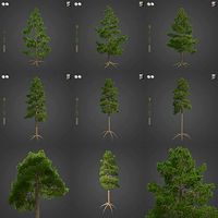 2021 PBR Lodgepole Pine Collection - Pinus Contorta