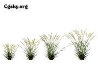 Bouteloua curtipendula - sideoats grama 01