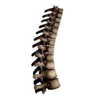 Thoracic Spine