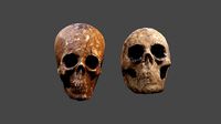 Realistic high resolution human Skulls