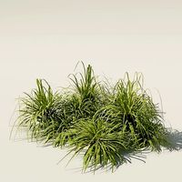 Miscanthus