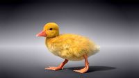 Duckling Animated VFX Grace