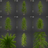 2021 PBR European Larch Collection - Larix Decidua