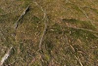 Forest land