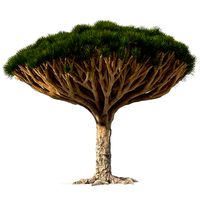 Dragon Blood Big Tree