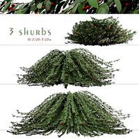 Set of Cotoneaster Salicifolius or Willow cotoneaster Shrubs
