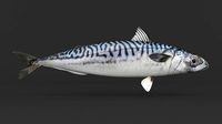 Mackerel Fish