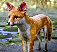 Fox Animal