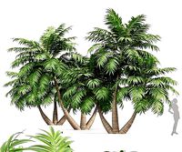 Manila Palm Adonidia Veitchia Merrillii Garden