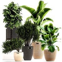 Ornamental plants in rattan baskets 1036