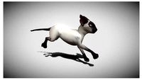 will cat with animation cat with animations