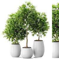 Plants collection 574