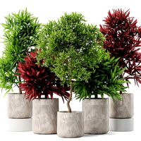 Plants collection 572