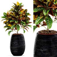 Plants collection 566