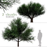 Set of Melaleuca Bracteata or Black tea-tree Trees - 2 Trees