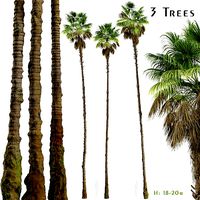 Set of Mexican fan palm or Washingtonia robusta Trees - 3 Trees