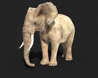 elephant