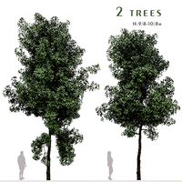 Set of Terminalia Mantaly or Madagascar Almond Tree - 2 Trees