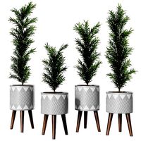 Podocarpus Vase Plant