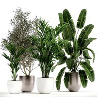 Houseplants in a flowerpot for the interior 1034