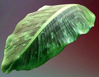Banana leaf textur