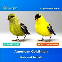 3D Bird Pack North American Eastern Goldfinch Male and Female