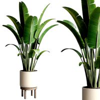 Indoor outdoor plant 108 pot palnt ravenala vase wood