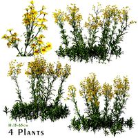 Set of Senecio jacobaea or Tansy ragwort wild flowers - 4 Plants