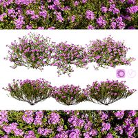 Thyme or thymus vulgaris