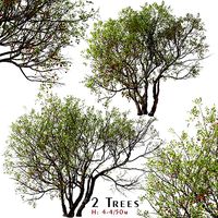 Set of Bitter cherry or Prunus emarginata Tree - 2 Trees