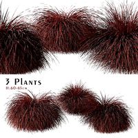 Set of Carex comans or New Zealand Hair Sedge Plants - 3 Shrubs