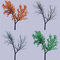 Oak tree change of seasons