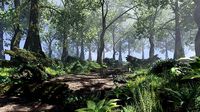 Forest Scene