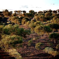 HeliosVegetation vol7 - Olea akacia