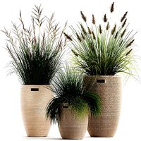 Ornamental reeds plants in rattan baskets 1027