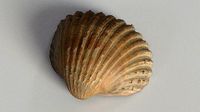 Cockle Sea Shell