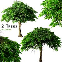 Set of Catalpa bungei or Manchurian catalpa Tree - 2 Trees