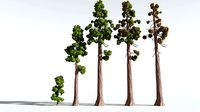 EVERYPlant Coastal Redwood Cartoon EXT --24 Models--
